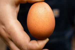 A chicken egg is being held towards the camera