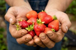 A double handful of strawberries being reached towards the camera